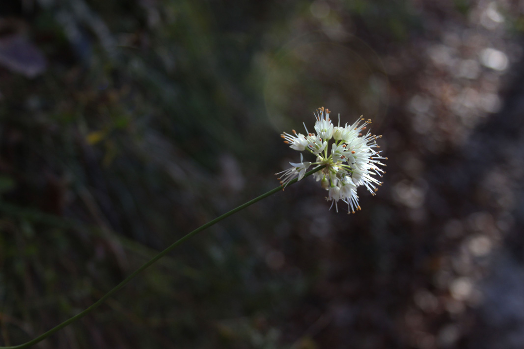 Allium ochroleucum / Aglio giallastro